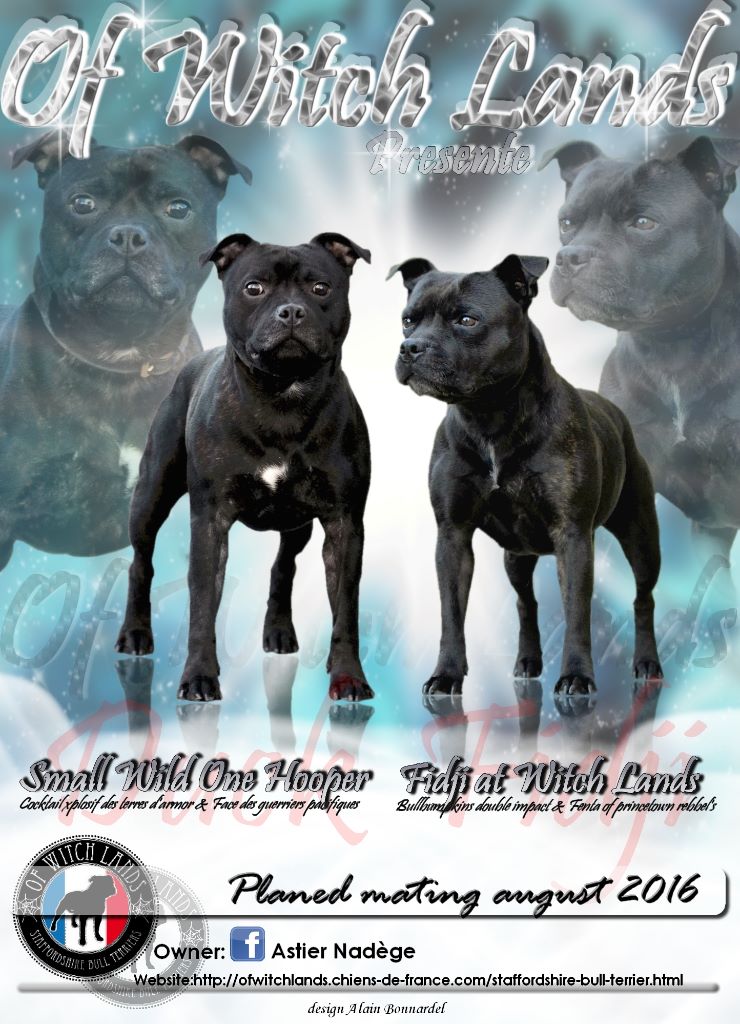 Of Witch Lands - Staffordshire Bull Terrier - Portée née le 04/11/2016