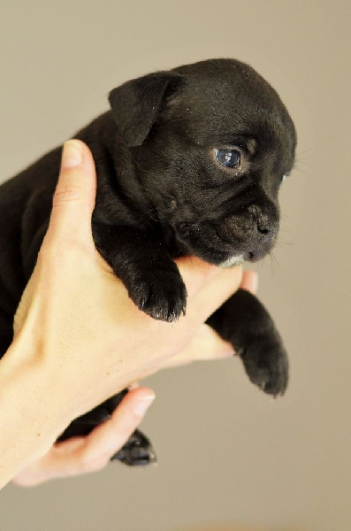 Of Witch Lands - Staffordshire Bull Terrier - Portée née le 29/03/2015