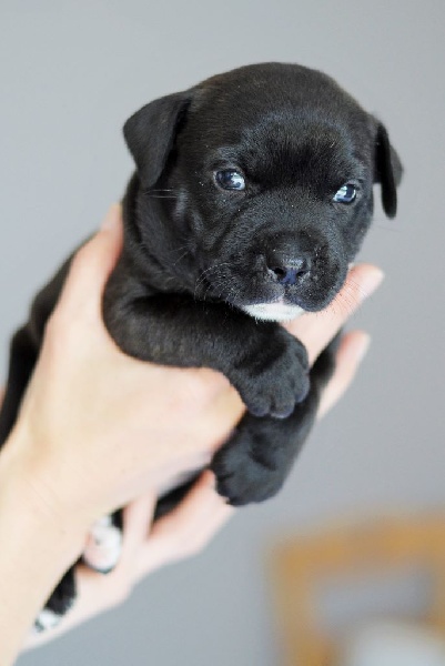 Of Witch Lands - Staffordshire Bull Terrier - Portée née le 29/03/2015