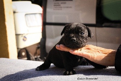 CHIOT